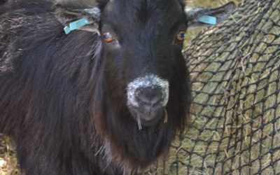 Meet the Farm Animals